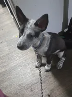 Bluey, a female Australian Cattle Dog and German Shepherd Dog for sale in La Jolla, CA – 1 of 3