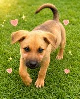 Cici , a female German Shepherd Dog for sale in San Diego, CA – 2 of 3