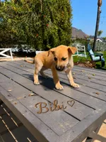 Honey, a male German Shepherd Dog for sale in San Diego, CA – 2 of 2