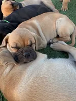 Mochi , a female Boxer and Pug for sale in Los Angeles, CA – 5 of 6