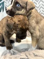 Misty, a female Siberian Husky and American Pit Bull Terrier for sale in San Diego, CA – 2 of 3