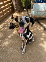Oreo, a female Dalmatian and Great Dane for sale in Los Angeles, CA – 2 of 2
