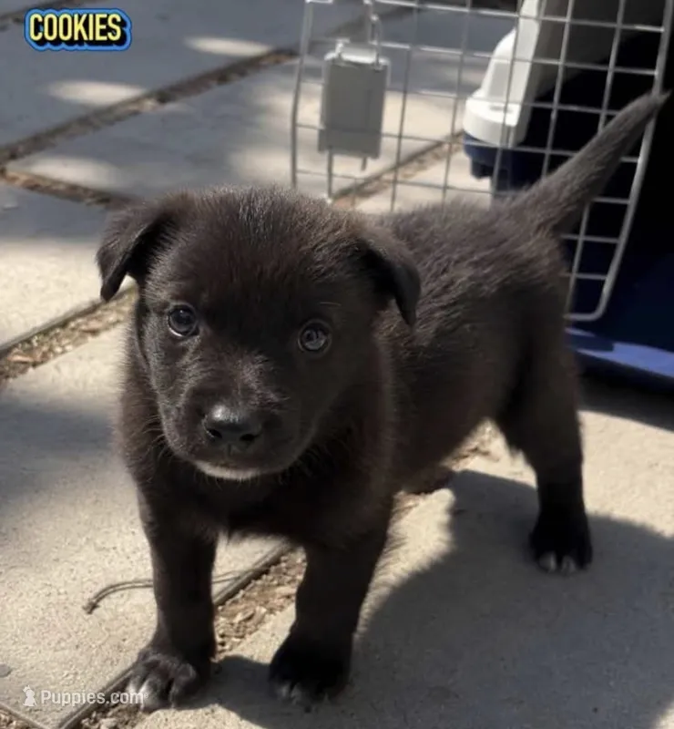 Cookies – Australian Shepherd, German Shepherd Dog puppy for sale in San Diego, CA