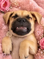 Milo, a male Boxer and Pug for sale in San Diego, CA – 2 of 3