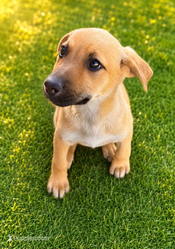 Cici  – German Shepherd Dog puppy for sale in San Diego, CA