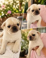 Peanut , a male Pug for sale in San Diego, CA – 1 of 1