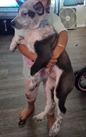 Bluey, a female Australian Cattle Dog and German Shepherd Dog for sale in La Jolla, CA – 3 of 3