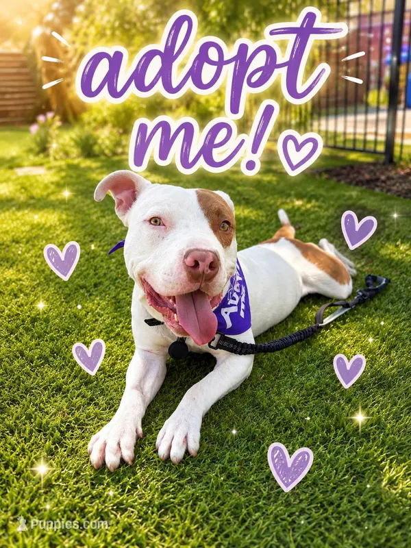 Petey – American Pit Bull Terrier puppy for sale in San Diego, CA