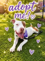 Petey, a male American Pit Bull Terrier for sale in San Diego, CA – 1 of 5