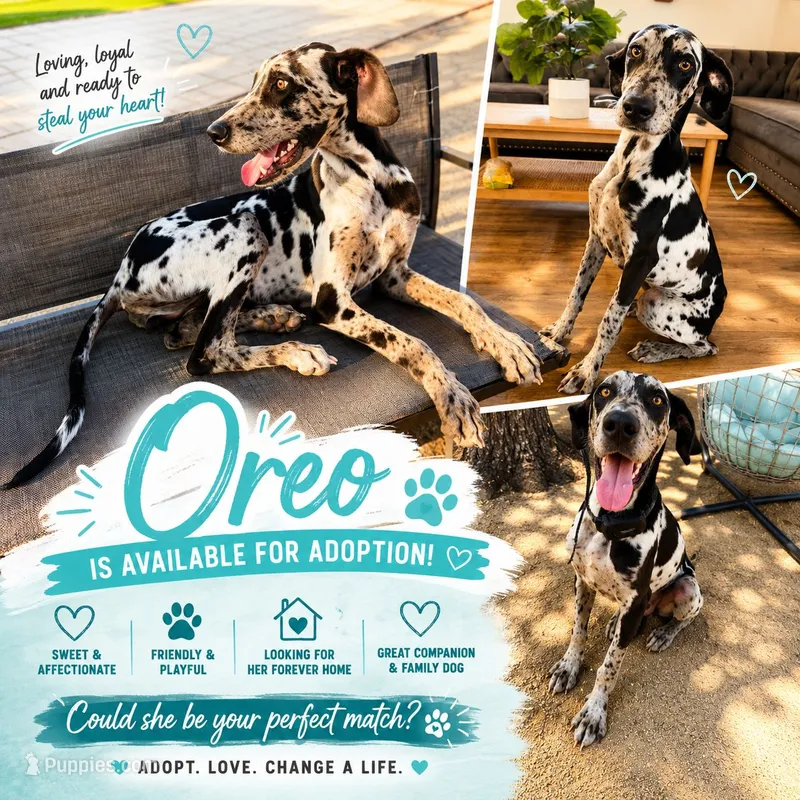 Oreo – Dalmatian, Great Dane puppy for sale in Los Angeles, CA
