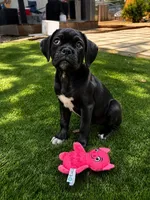 Raven, a female Boxer and Pug for sale in San Diego, CA – 1 of 1
