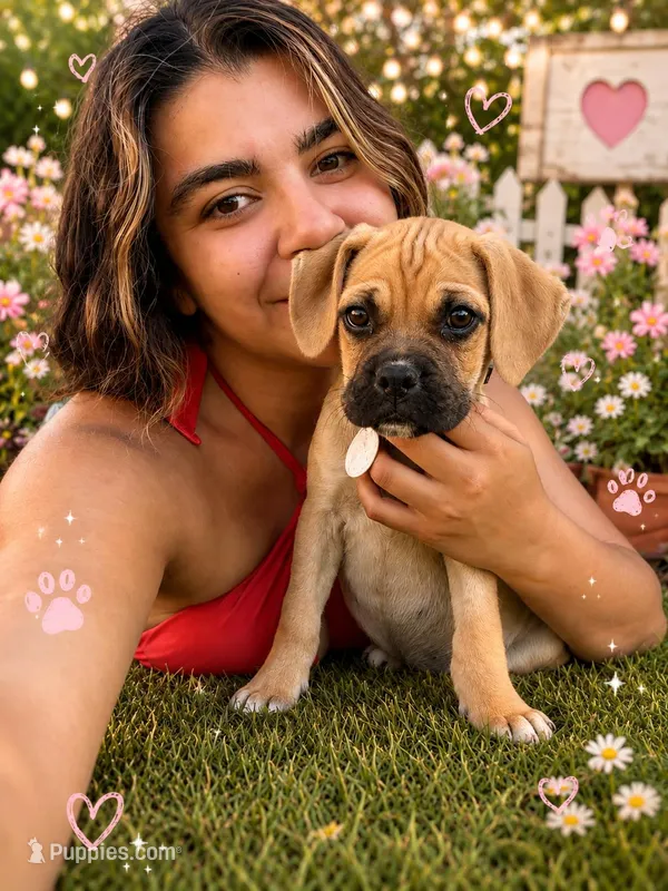 Mochi  – Boxer, Pug puppy for sale in Los Angeles, CA