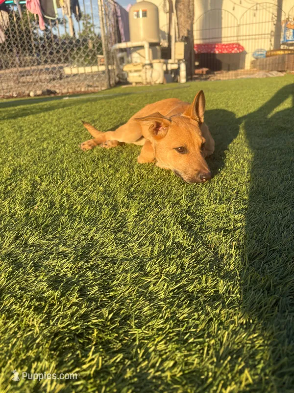 Cici – German Shepherd Dog puppy for sale in San Diego, CA