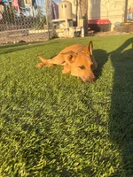 Cici, a female German Shepherd Dog for sale in San Diego, CA – 1 of 2