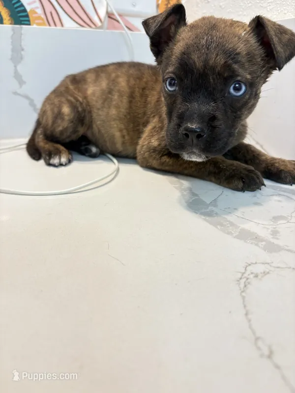 Misty – Siberian Husky, American Pit Bull Terrier puppy for sale in San Diego, CA