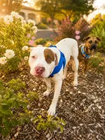 Petey, a male American Pit Bull Terrier for sale in San Diego, CA – 2 of 5