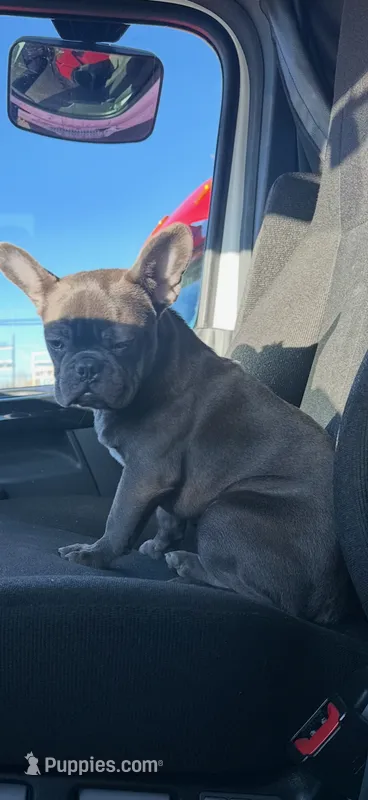 Mickey – French Bulldog puppy for sale in Lucerne, CA