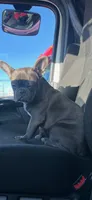 Mickey, a male French Bulldog for sale in Lucerne, CA – 1 of 1