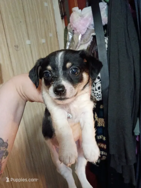 Ta – Chihuahua puppy for sale in Portland, IN