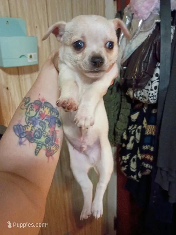 Snowball – Chihuahua puppy for sale in Portland, IN