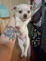 Snowball, a male Chihuahua for sale in Portland, IN – 1 of 1