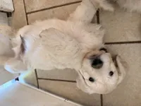 Tiny Tim, a male English Goldendoodle for sale in Evergreen, CO – 2 of 6