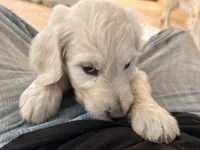 Krypto, a male English Goldendoodle for sale in Evergreen, CO – 4 of 6