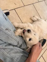 Tiny Tim, a male English Goldendoodle for sale in Evergreen, CO – 3 of 6