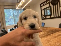 Bruce, a male English Goldendoodle for sale in Evergreen, CO – 3 of 5
