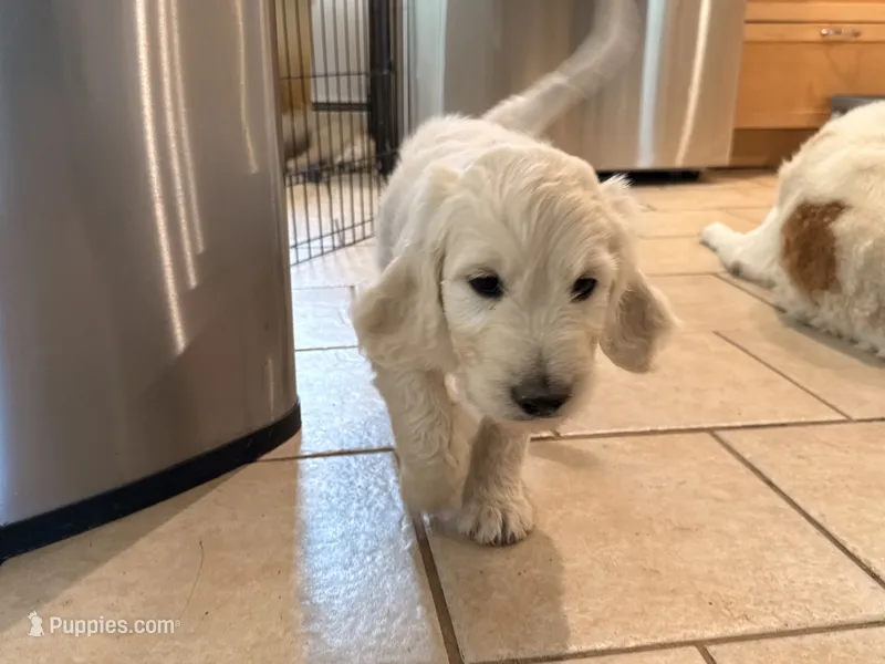 Krypto – English Goldendoodle puppy for sale in Evergreen, CO