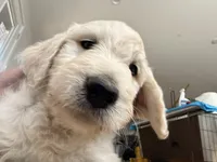 Oopsy, a male English Goldendoodle for sale in Evergreen, CO – 6 of 6