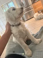Krypto, a male English Goldendoodle for sale in Evergreen, CO – 6 of 6