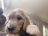 Glitter Britches, a female English Goldendoodle for sale in Evergreen, CO – 4 of 6