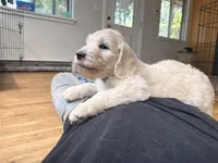 Glitter Britches, a female English Goldendoodle for sale in Evergreen, CO – 5 of 6