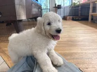 Sunshine, a female English Goldendoodle for sale in Evergreen, CO – 4 of 6