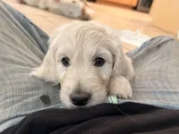Krypto, a male English Goldendoodle for sale in Evergreen, CO – 3 of 6