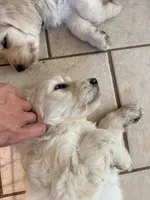 Bruce, a male English Goldendoodle for sale in Evergreen, CO – 4 of 5