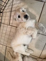 Bruce, a male English Goldendoodle for sale in Evergreen, CO – 2 of 5