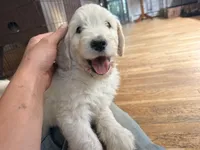 Sunshine, a female English Goldendoodle for sale in Evergreen, CO – 5 of 6