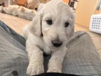 Krypto, a male English Goldendoodle for sale in Evergreen, CO – 5 of 6