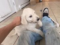 Oopsy, a male English Goldendoodle for sale in Evergreen, CO – 4 of 6