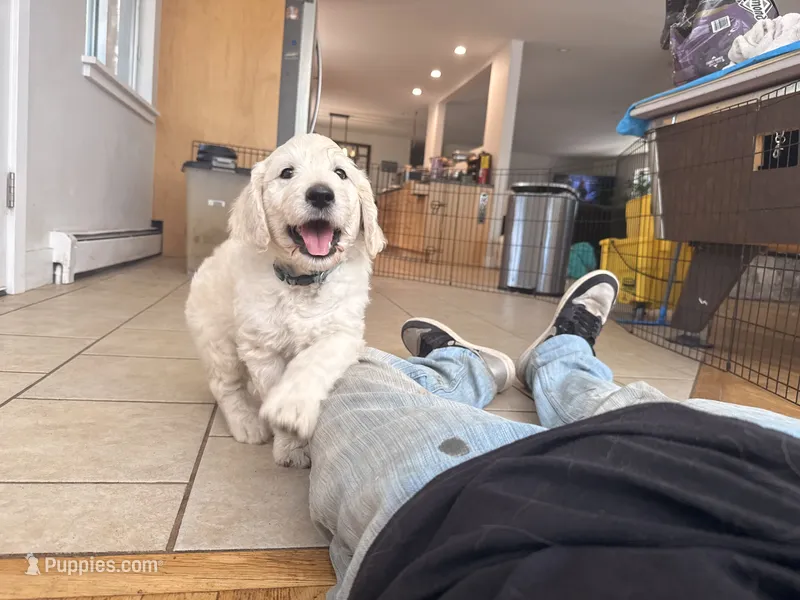 Oopsy – English Goldendoodle puppy for sale in Evergreen, CO