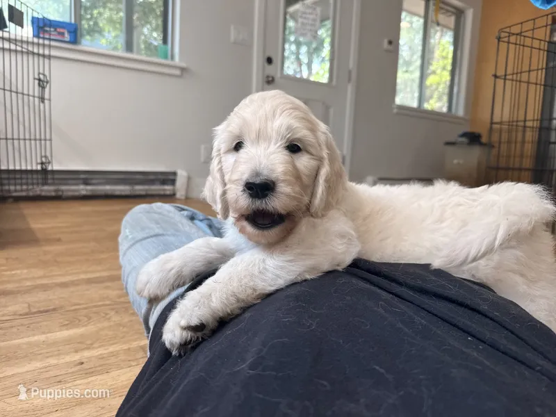 Glitter Britches – English Goldendoodle puppy for sale in Evergreen, CO