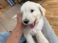 Sunshine, a female English Goldendoodle for sale in Evergreen, CO – 2 of 6