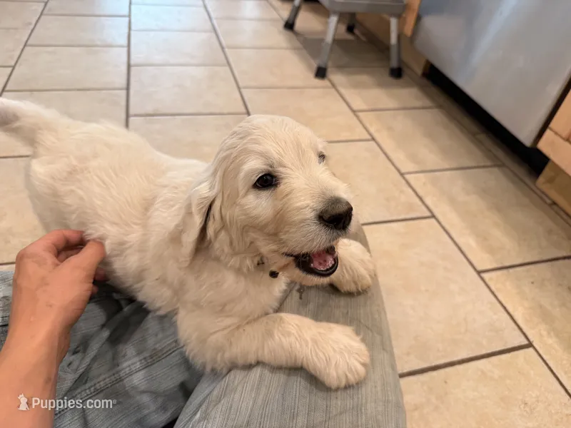 Tiny Tim – English Goldendoodle puppy for sale in Evergreen, CO