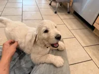 Tiny Tim, a male English Goldendoodle for sale in Evergreen, CO – 1 of 6