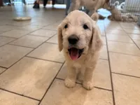 Tiny Tim, a male English Goldendoodle for sale in Evergreen, CO – 6 of 6