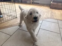 Glitter Britches, a female English Goldendoodle for sale in Evergreen, CO – 3 of 6