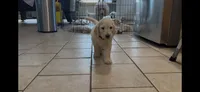 Tiny Tim, a male English Goldendoodle for sale in Evergreen, CO – 5 of 6