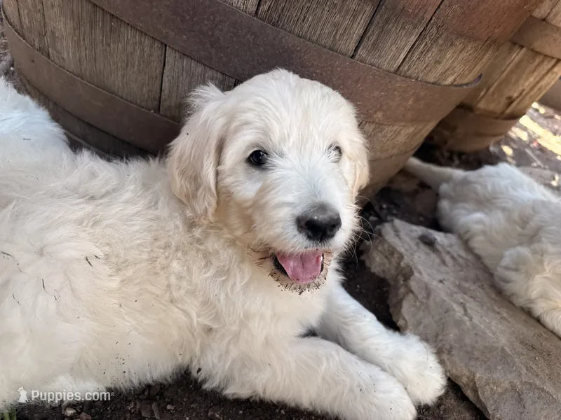 Sunshine – English Goldendoodle puppy for sale in Evergreen, CO